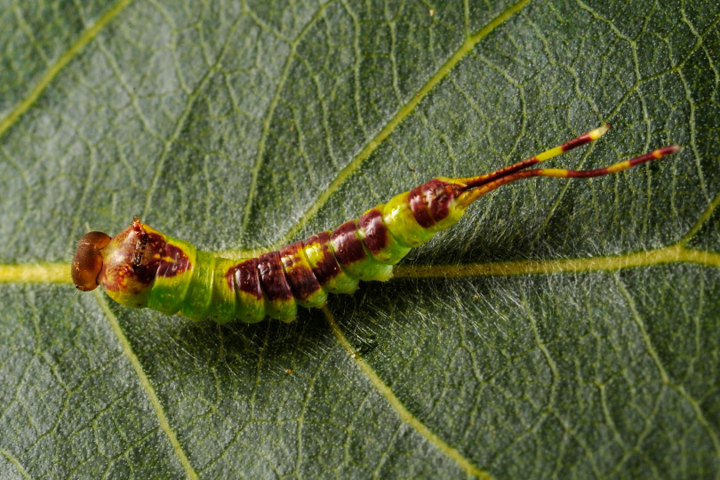 Piccolo bruco : Furcula bifida